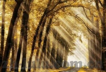 麻豆果冻传媒免费视频-探索成人娱乐的边界，麻豆果冻传媒免费视频的多元视角